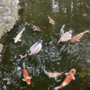 Yumiの画像