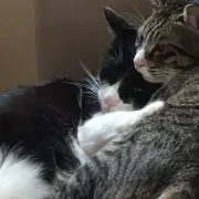 アツマル