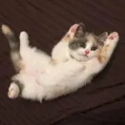 ヌーヌー
