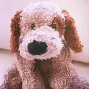 わんわん