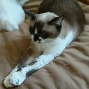みっちゃんの画像