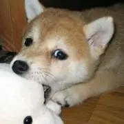 小向日葵