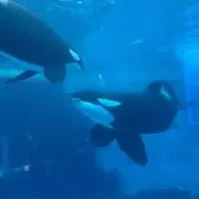 ほの画像