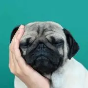 LTの画像
