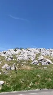 まの画像