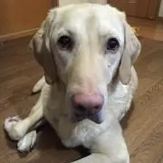 風
