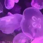 OGUの画像