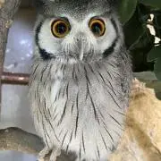 りょうの画像
