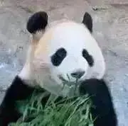 たけのこの画像