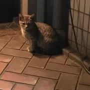 あおいの画像