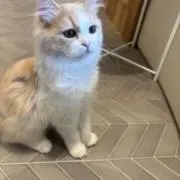 ぺぺの画像