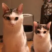 ポポの画像