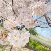 なしの画像