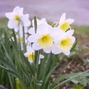 ayuの画像