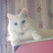 モコモコ