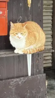 Nekomochichan