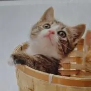 muminの画像
