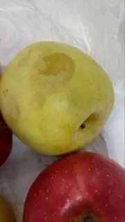 ぶちナメクジの画像