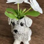 カプチーノの画像