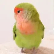 まめ
