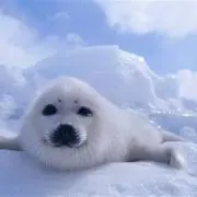 ニックネーム