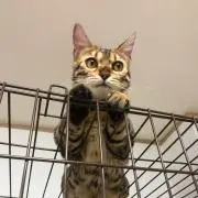 ヤドカリの亀子ちゃんの画像