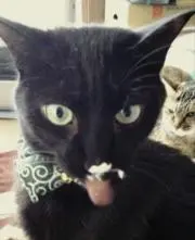 にゃんたろ