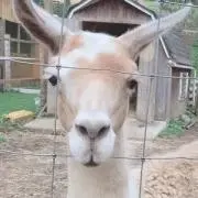 つなの画像