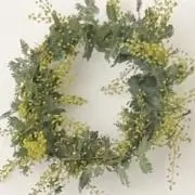 mimosaの画像