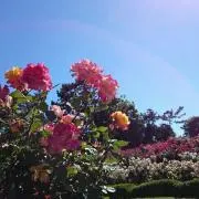 アーモンドの画像