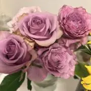 みるみるの画像