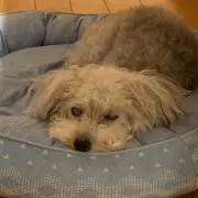 かもかもの画像
