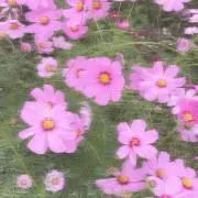 Flowerの画像