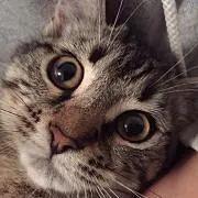 ねねねのね