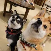 ゆぅ