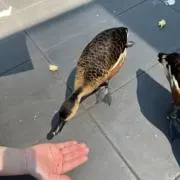 てんなの画像