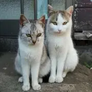 Temmieの画像