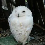 わったちゃん