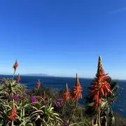 パプの画像