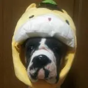 みかんの画像