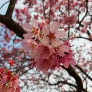 MKの画像