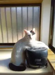 夜狐の画像