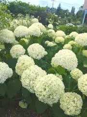 SYAOの画像