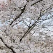 あっちゃんの画像