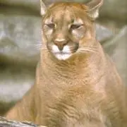 Pumaの画像