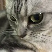 アポロの画像