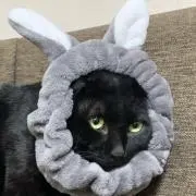 ゴルゴルJoshi?!の画像