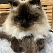 なまんの画像