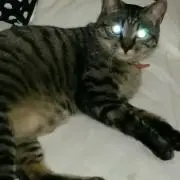たけひこ