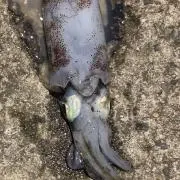 ゆう